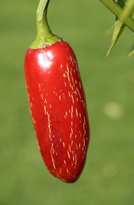 Jalapeño Craig’s Grande